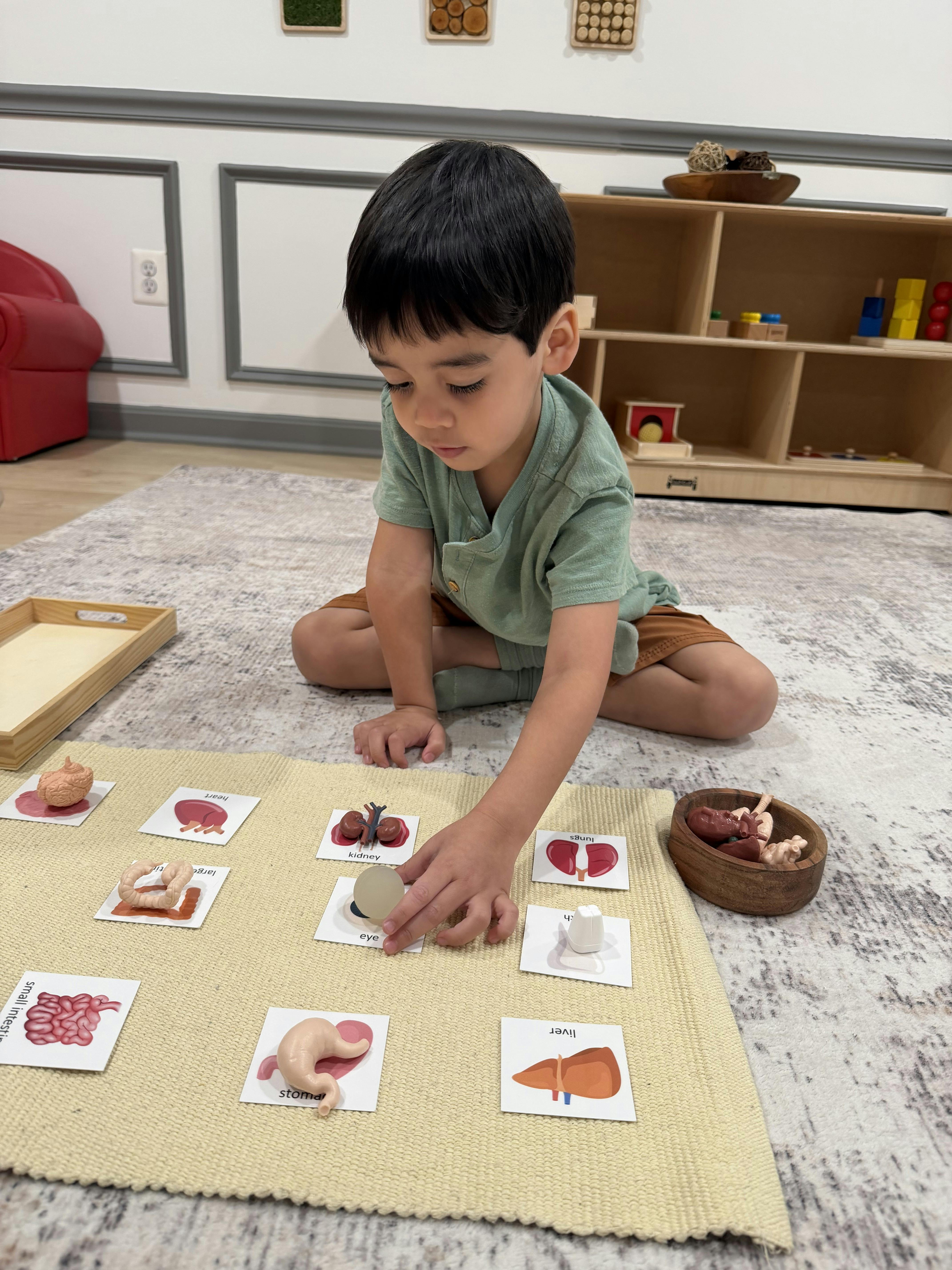 Child playing with human body organ models and matching cards on a floor mat