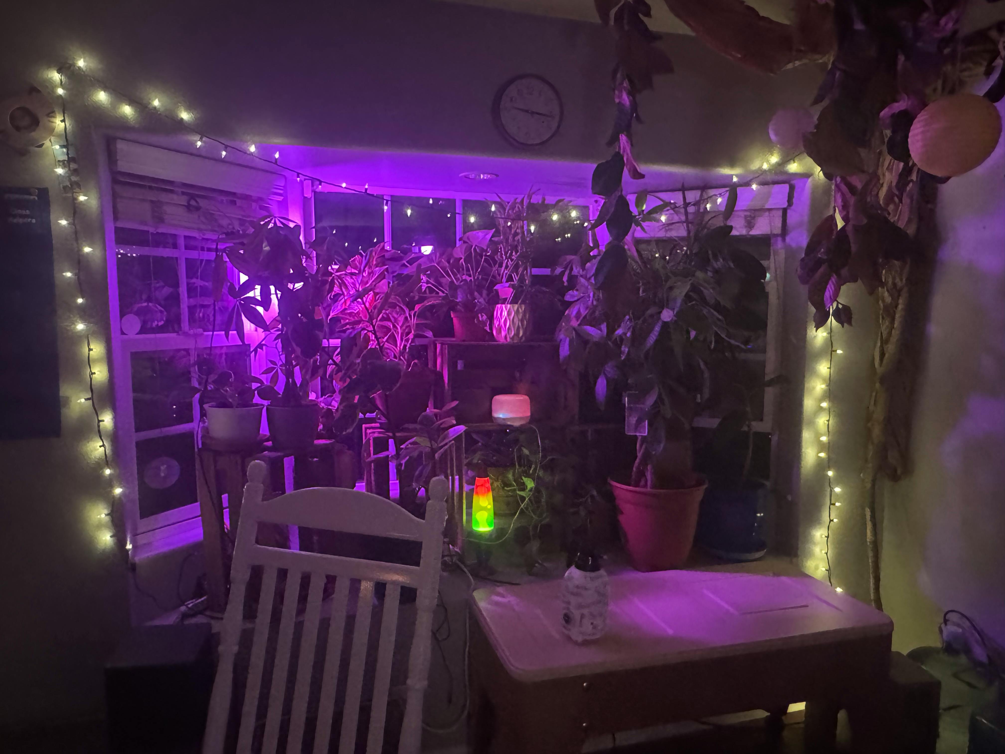 Indoor plants in a window with purple lighting and string lights