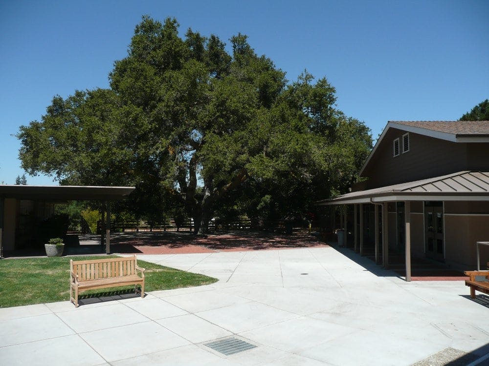 Outdoor area with a large tree, a building, and a wooden bench