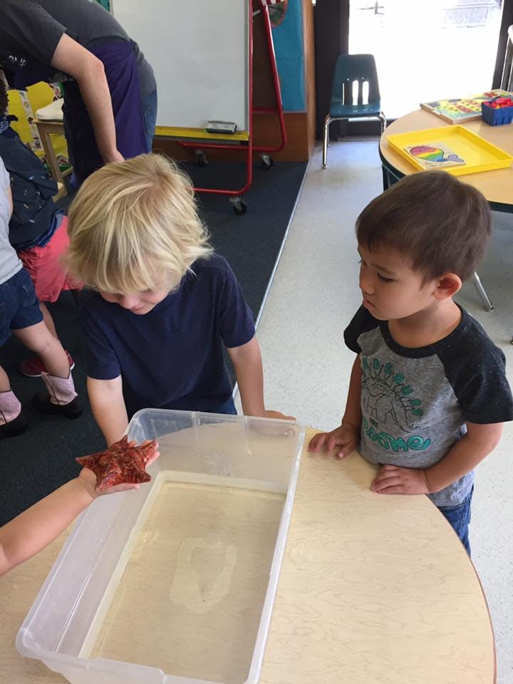 Two children looking at a starfish in a container of water container