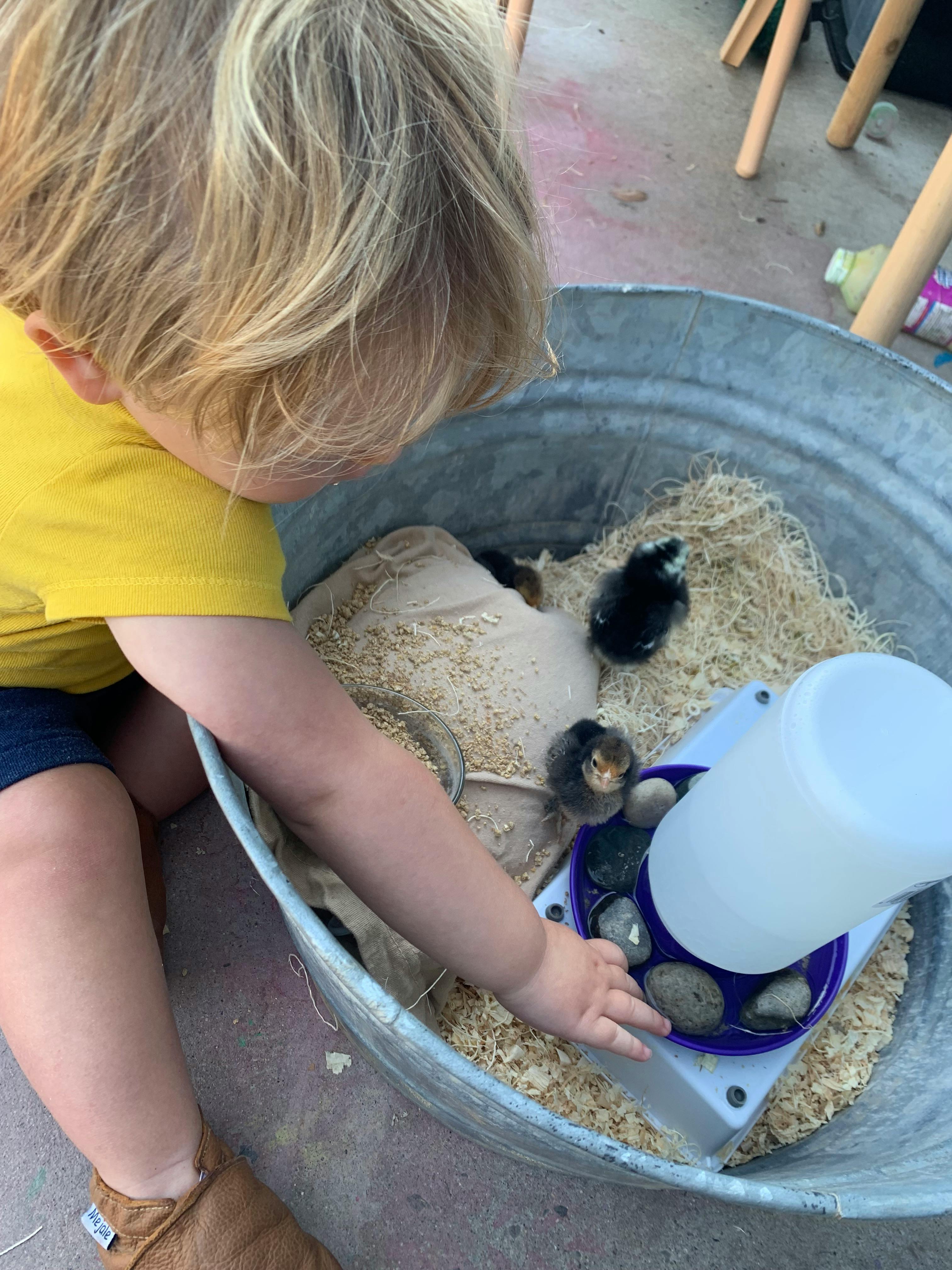 Child reaching into a metal tub with chicks and a water feeder