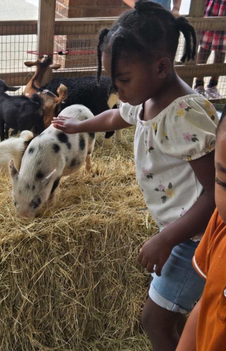 Child petting a small spotted pig in a petting zoo