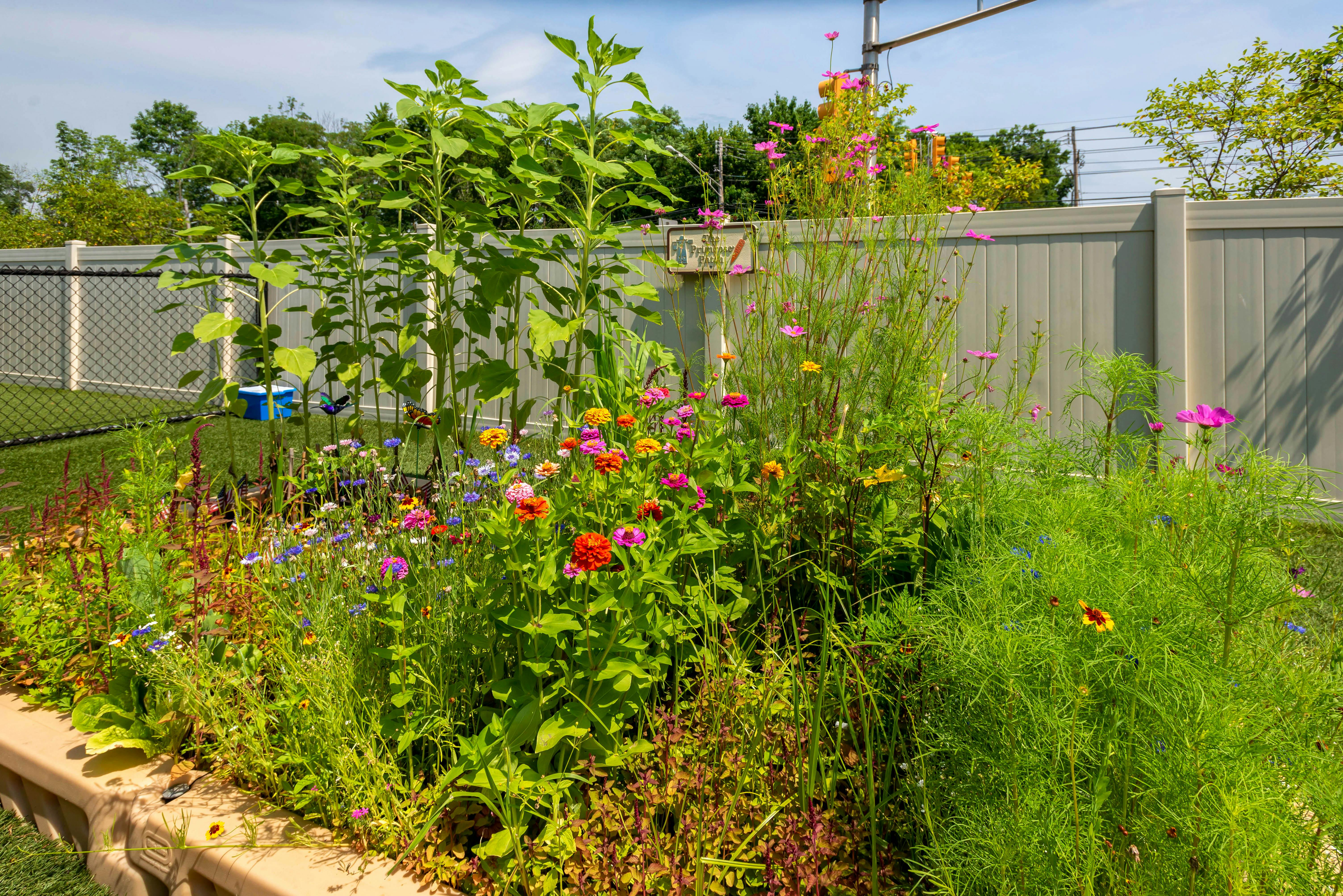 Flower garden with sunflowers, zinnias, and other colorful blooms