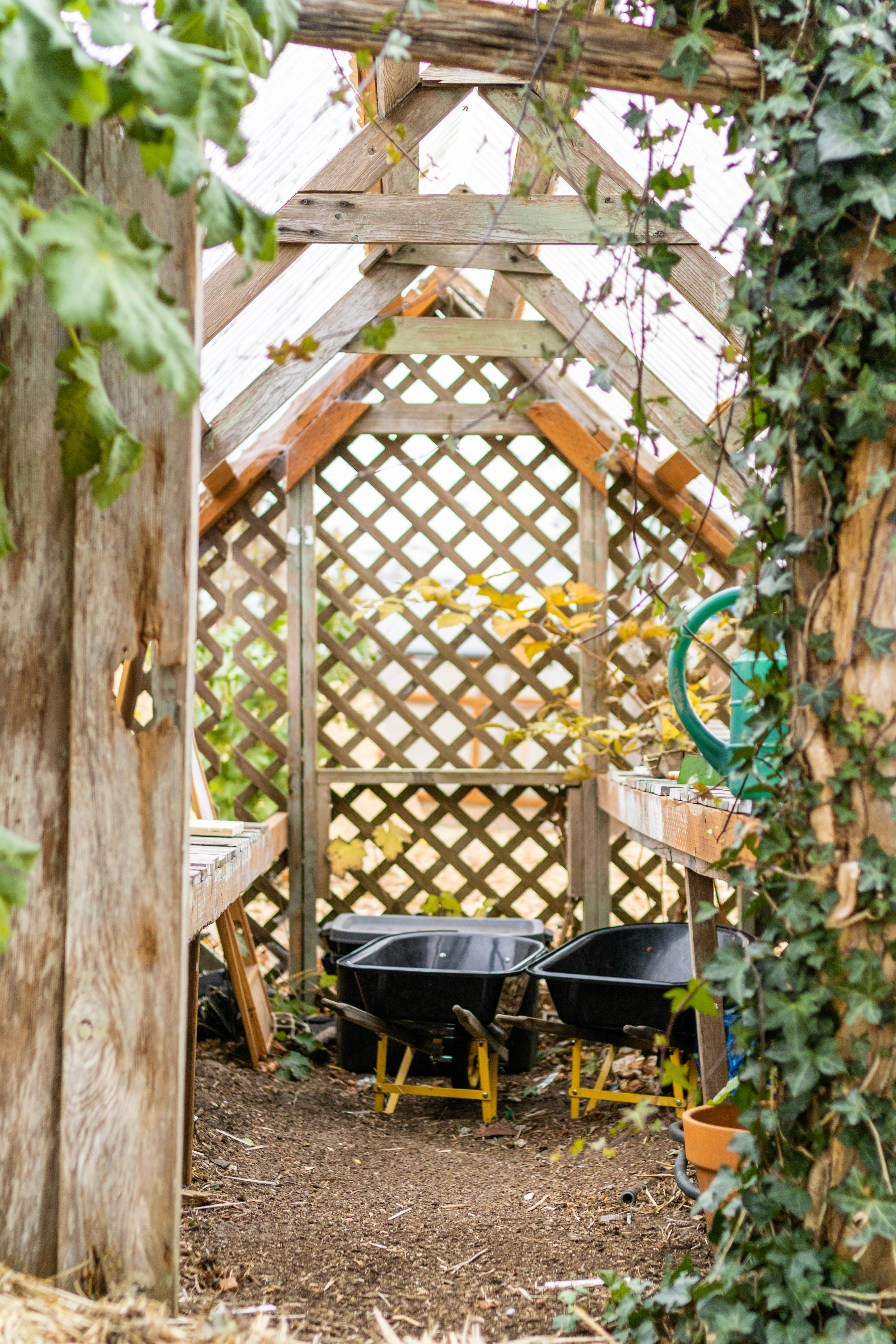 Interior of a wooden greenhouse with two wheelbarrows