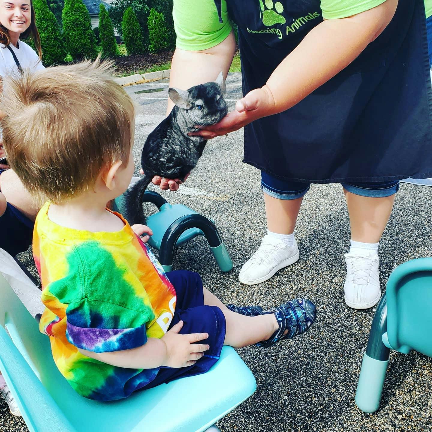 Person holding a chinchilla for a child