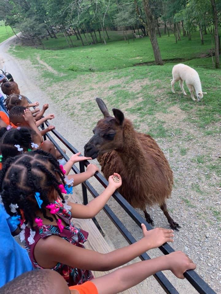 Child feeding a brown llama from behind a fence