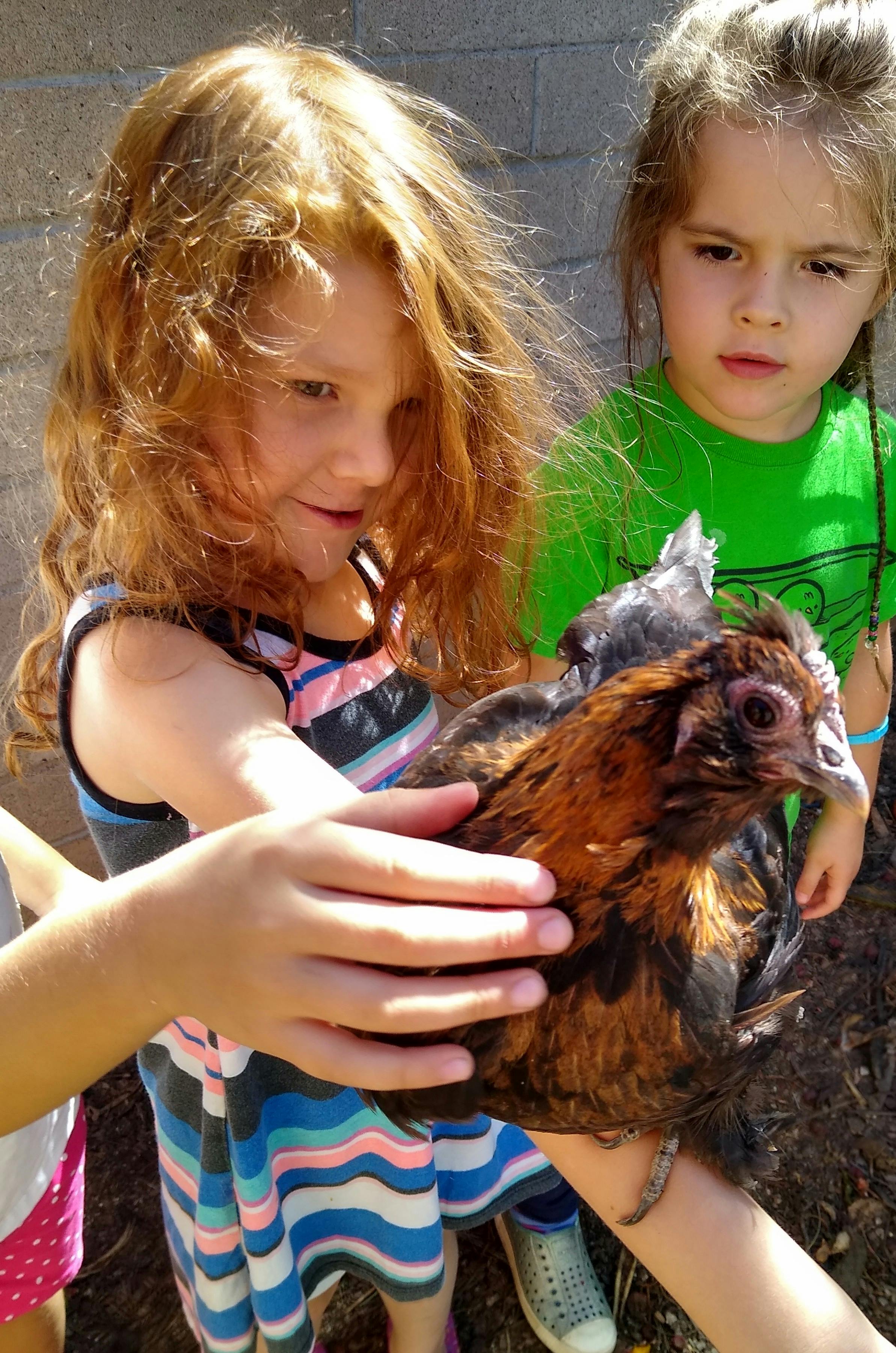 Child holding a chicken, another child looking on