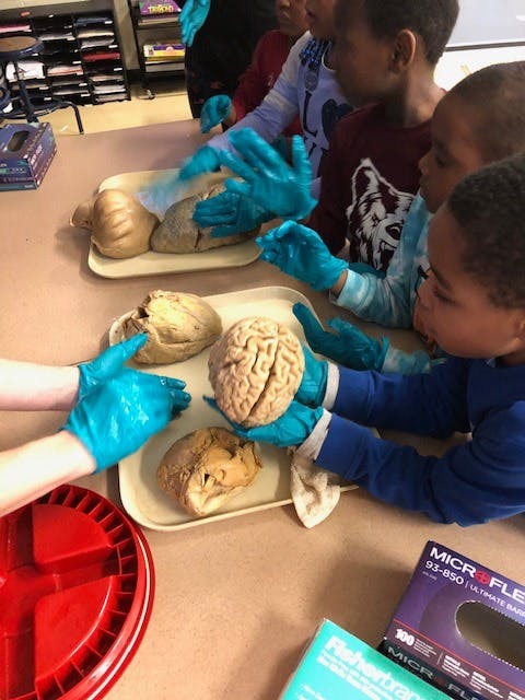 Children wearing blue gloves examining brains on trays