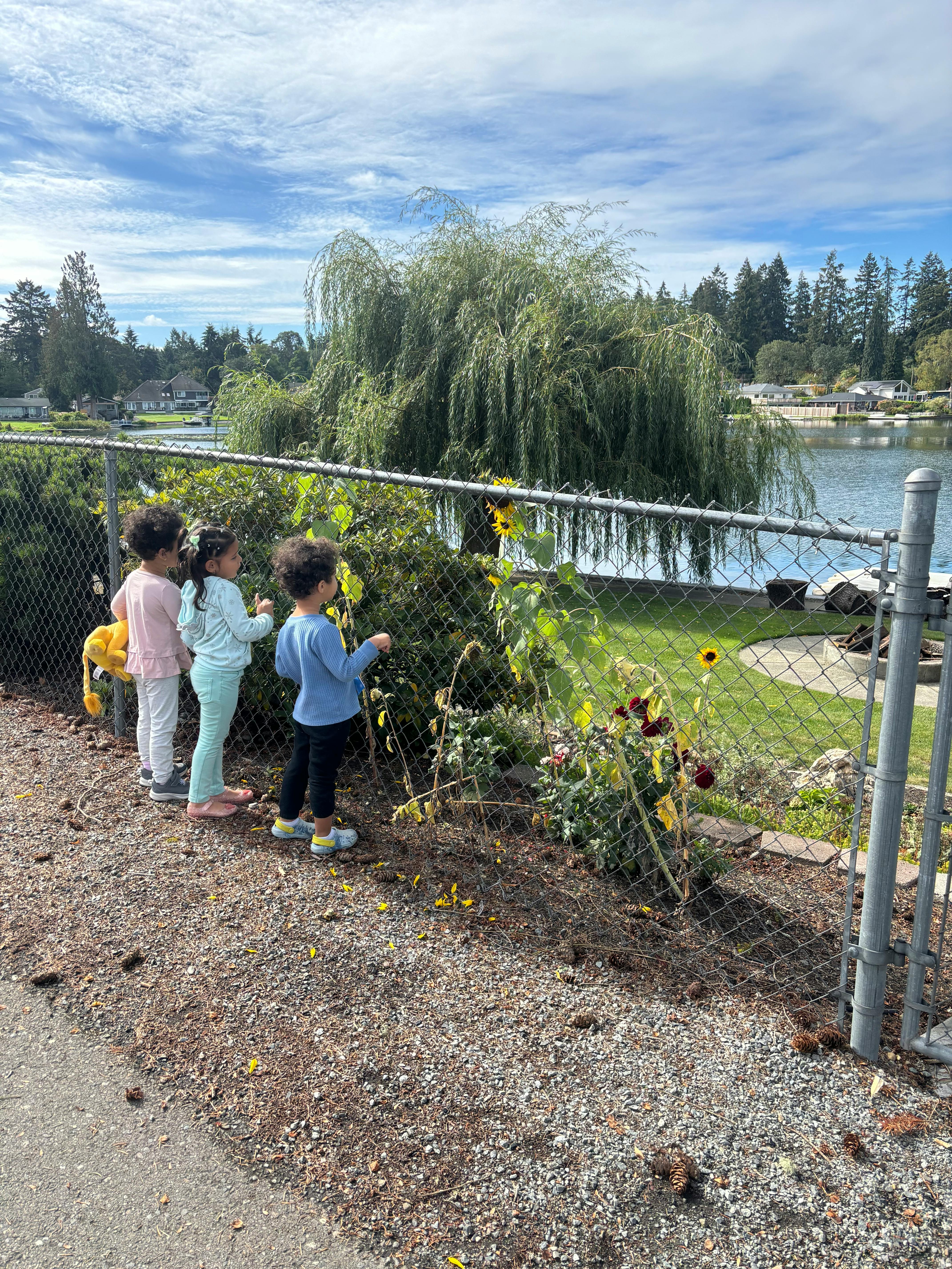Three children looking at sunflowers through a chain link fence