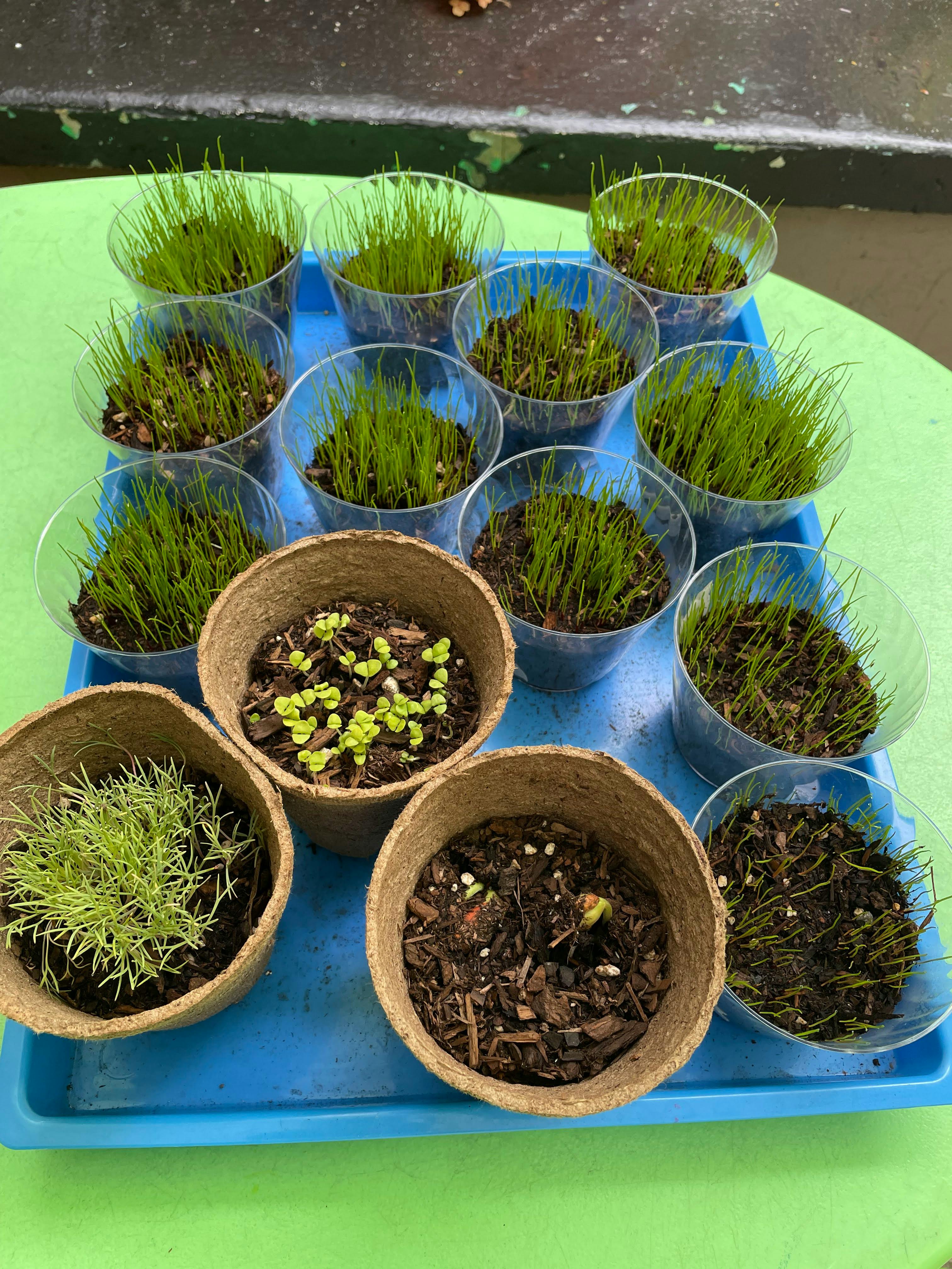 Multiple small pots and cups with various stages of plant growth