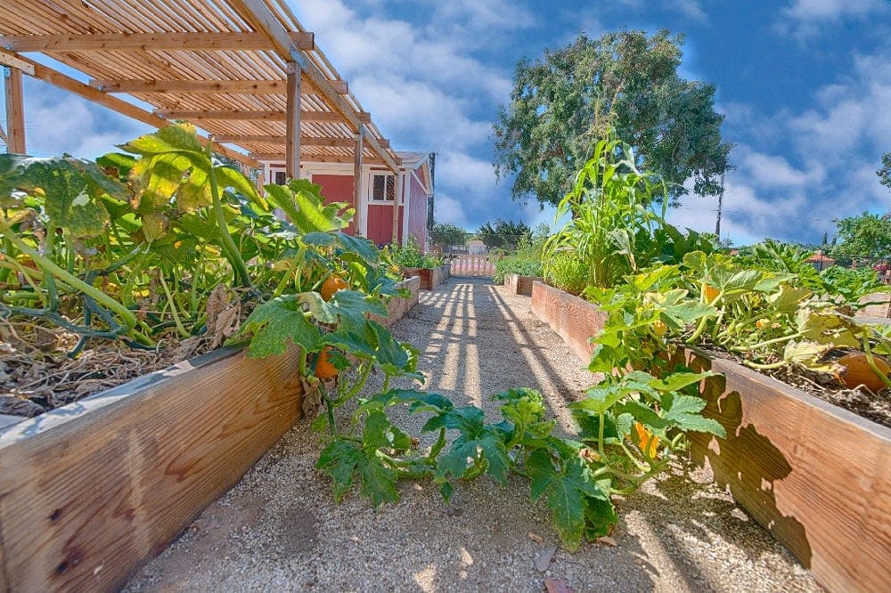 Raised garden beds with plants growing under a wooden trellis