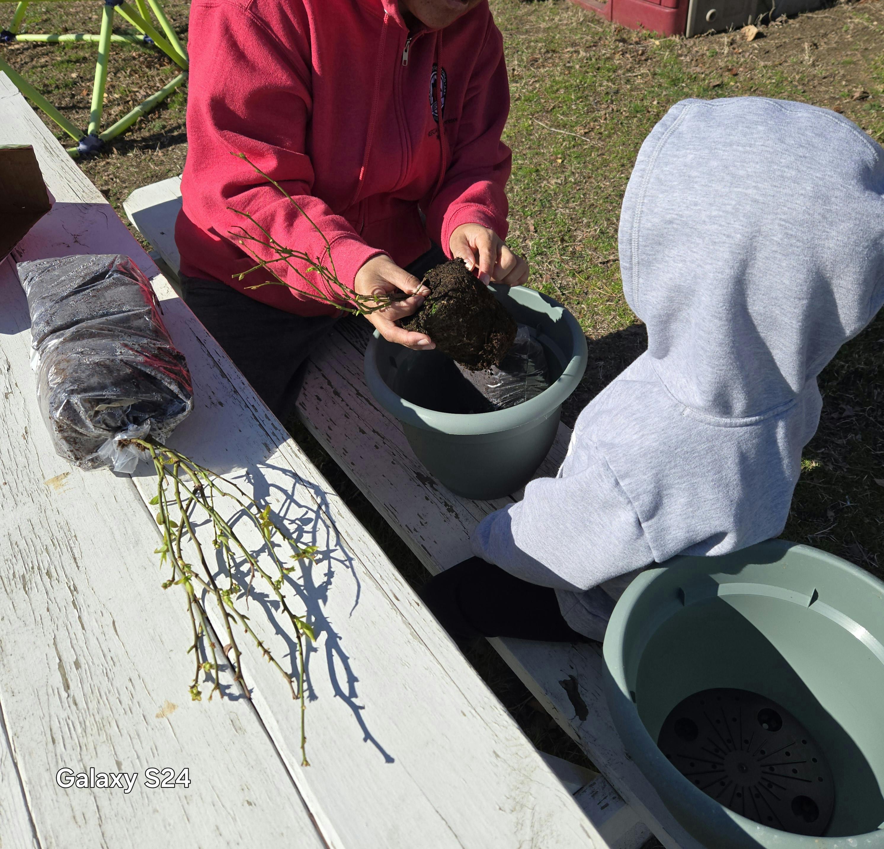 Person and child planting a small tree in a pot