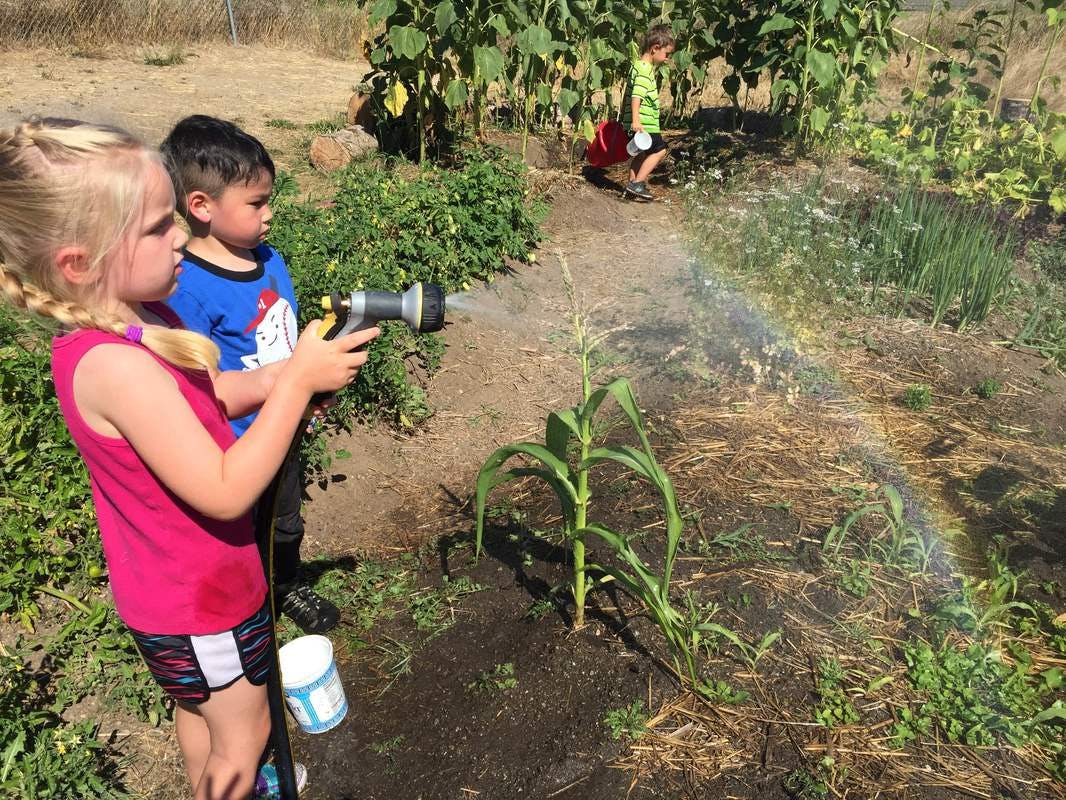 Two children watering plants in a garden with a hose