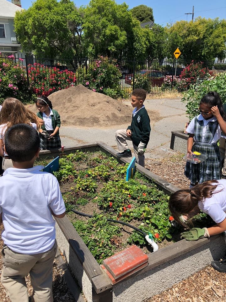 Children and adults tending to plants in a raised garden bed