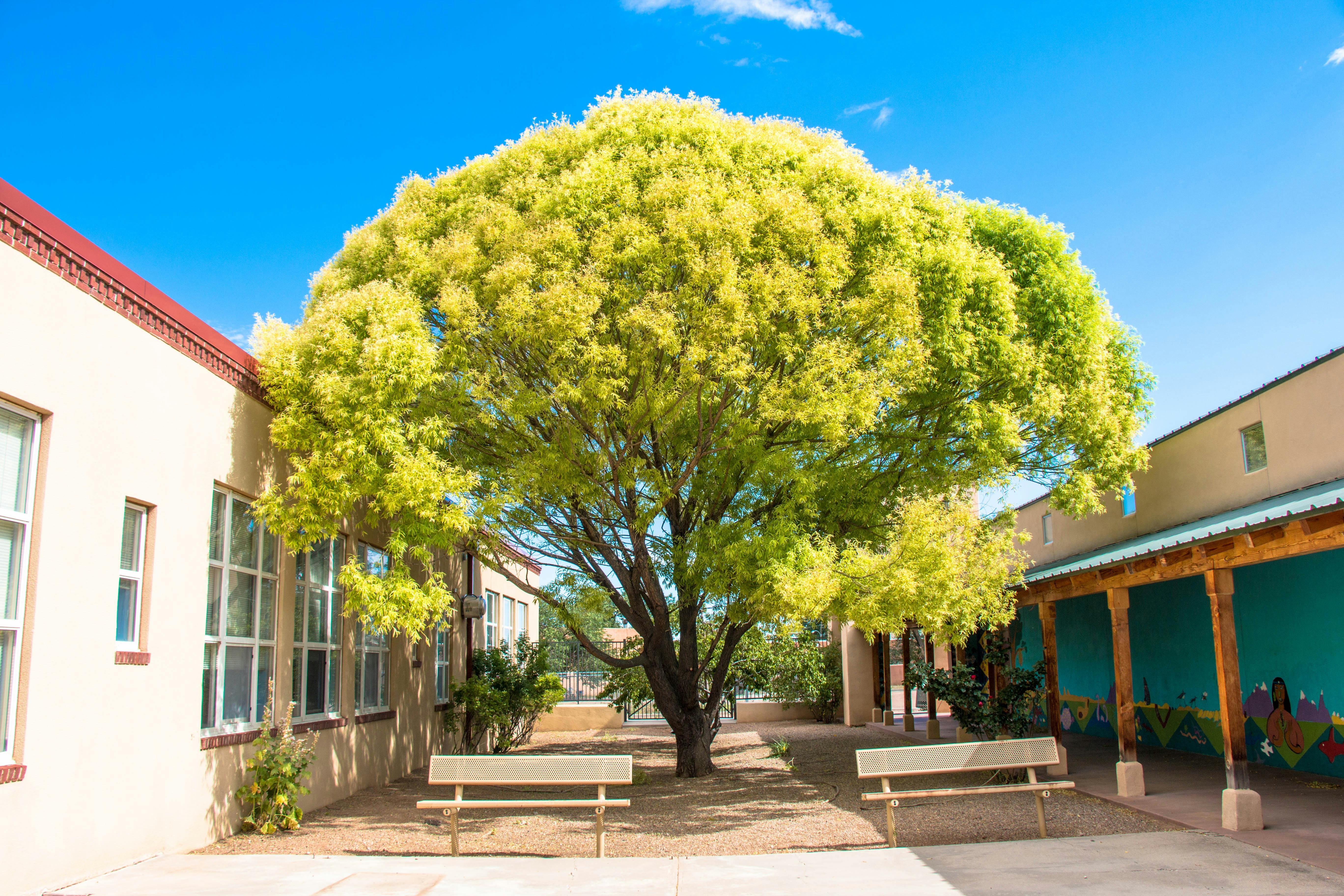 Large tree with light green leaves between two buildings with benches