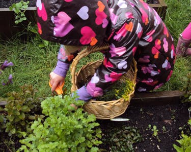 Child harvesting plants into a basket in a garden