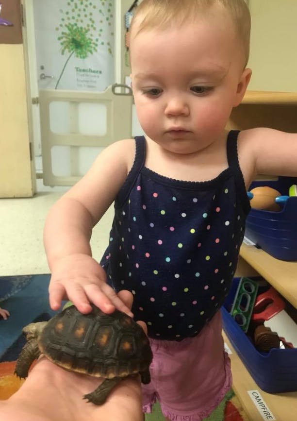 Child touching a small turtle held in a person's hand