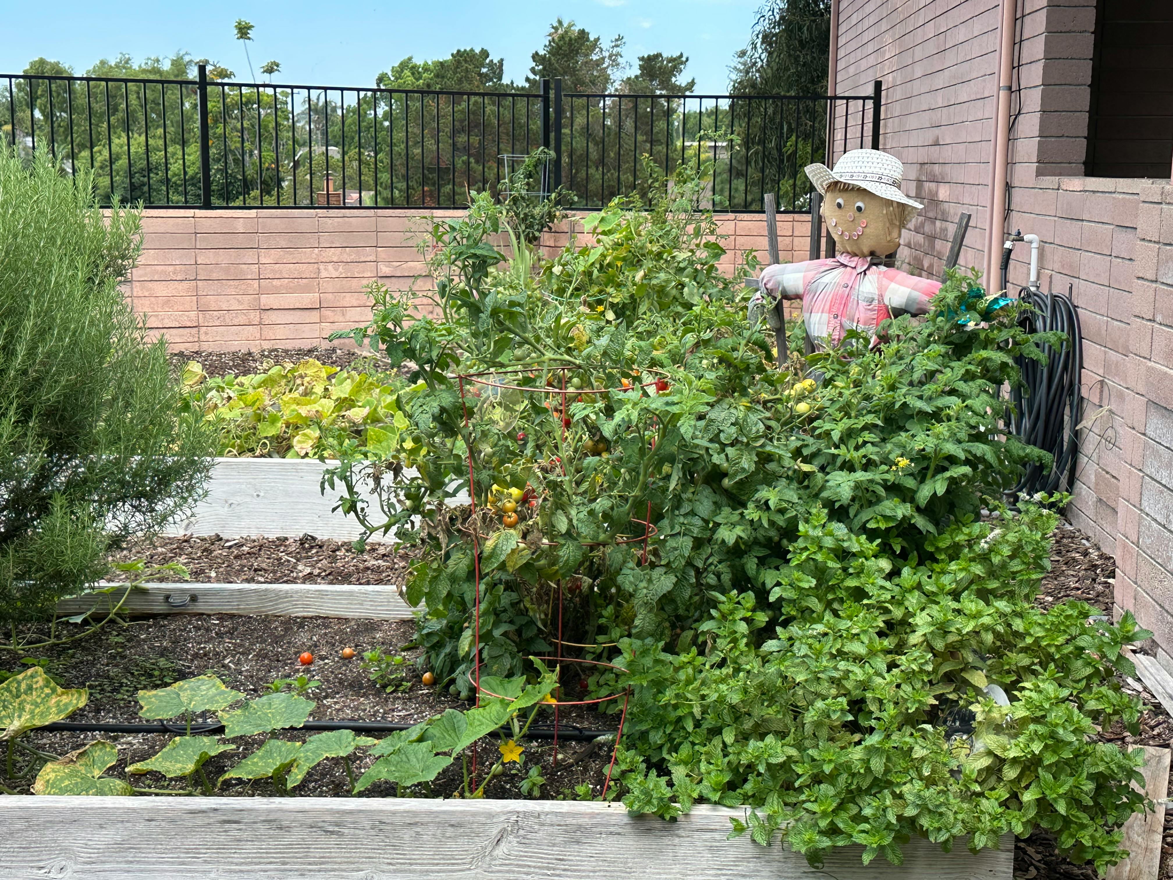Scarecrow in a garden with raised beds and various plants