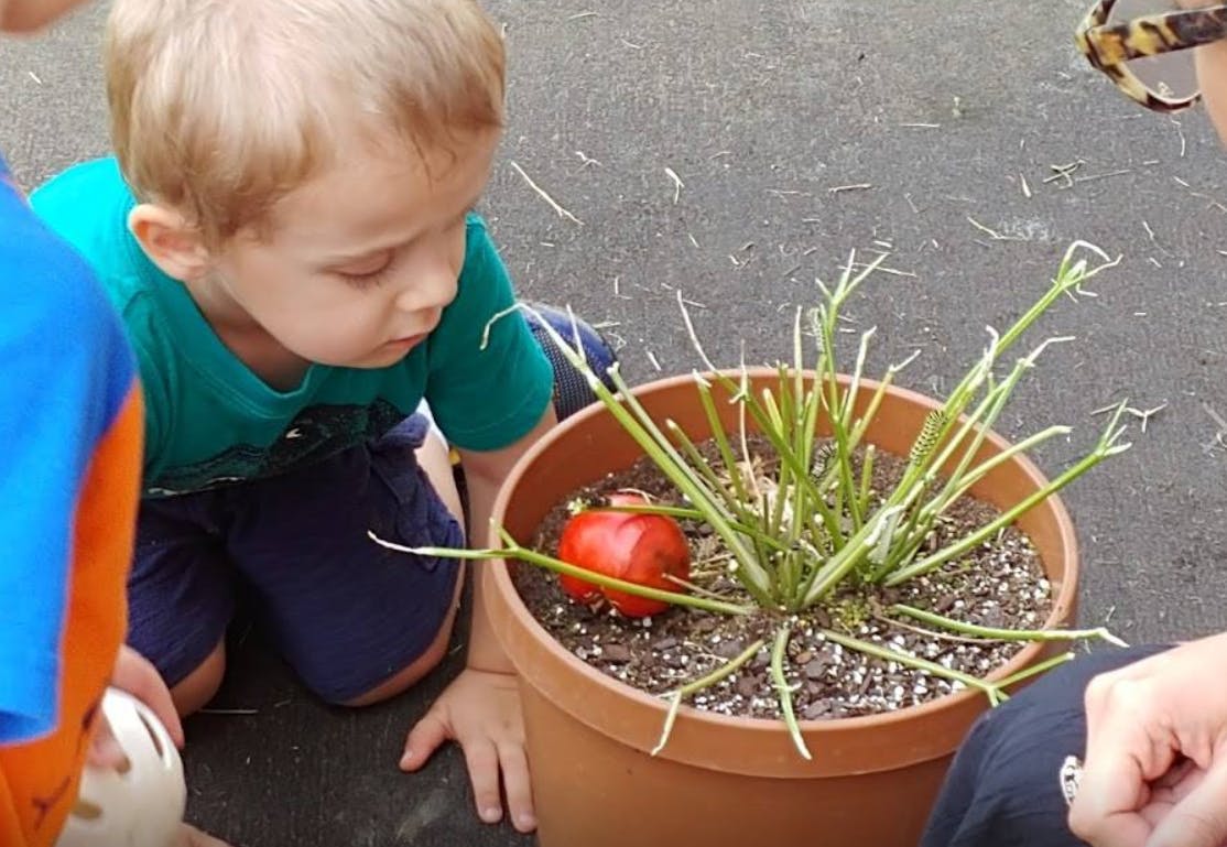 Child looking at a plant in a pot with a red object