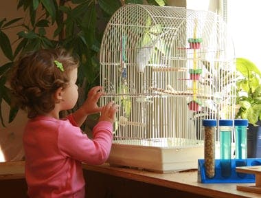 Child looking at a bird in a cage