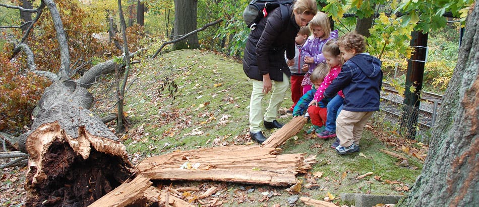 Person and children looking at a fallen tree trunk