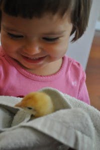 Child looking at a chick wrapped in a blanket