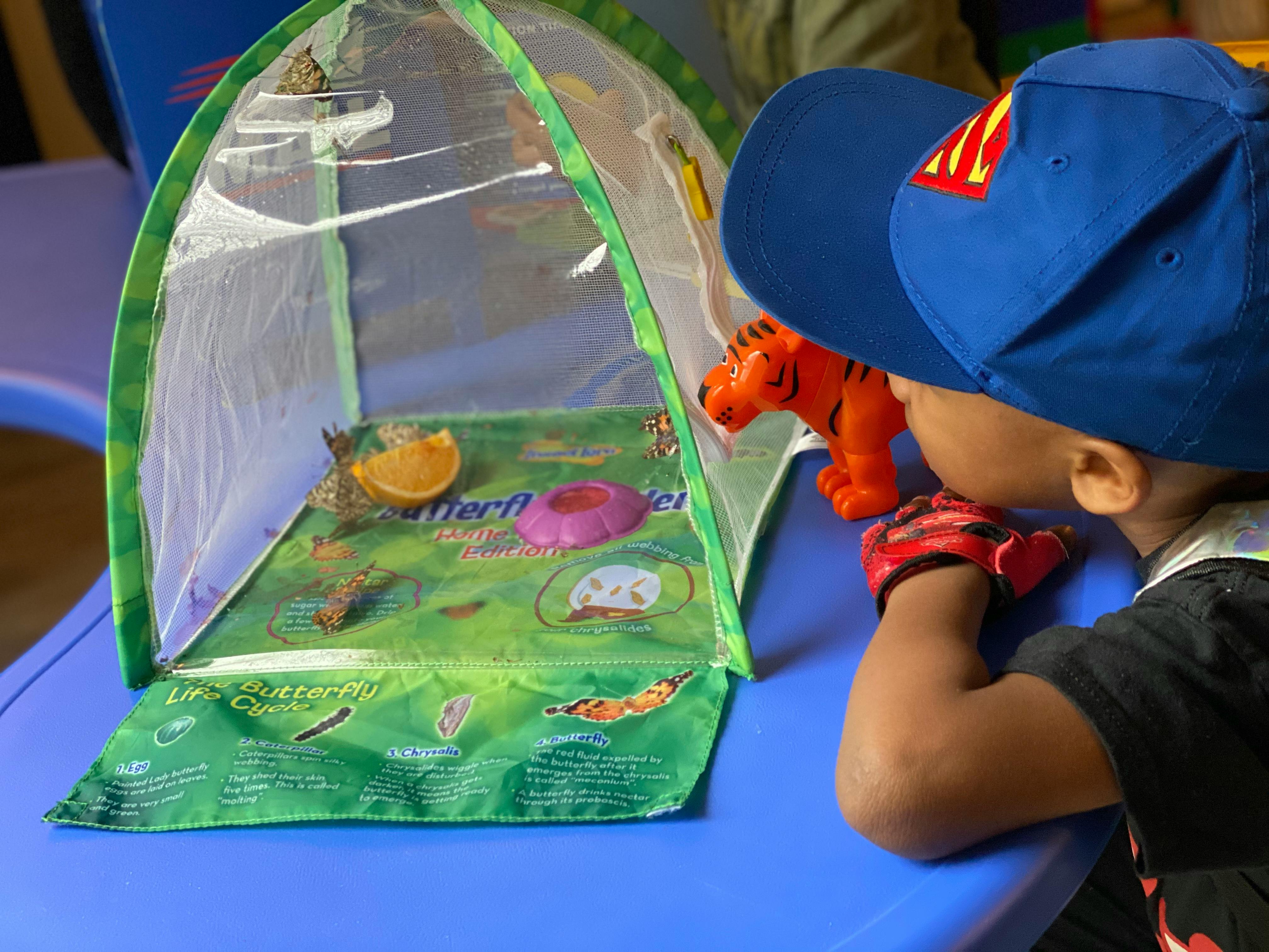 Child in a blue hat looking at a toy tiger next to a mesh tent