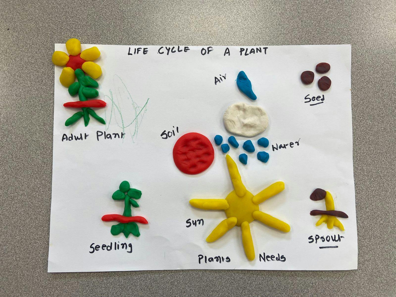 Play-Doh diagram of a plant life cycle with labels for adult plant, seedling, sprout