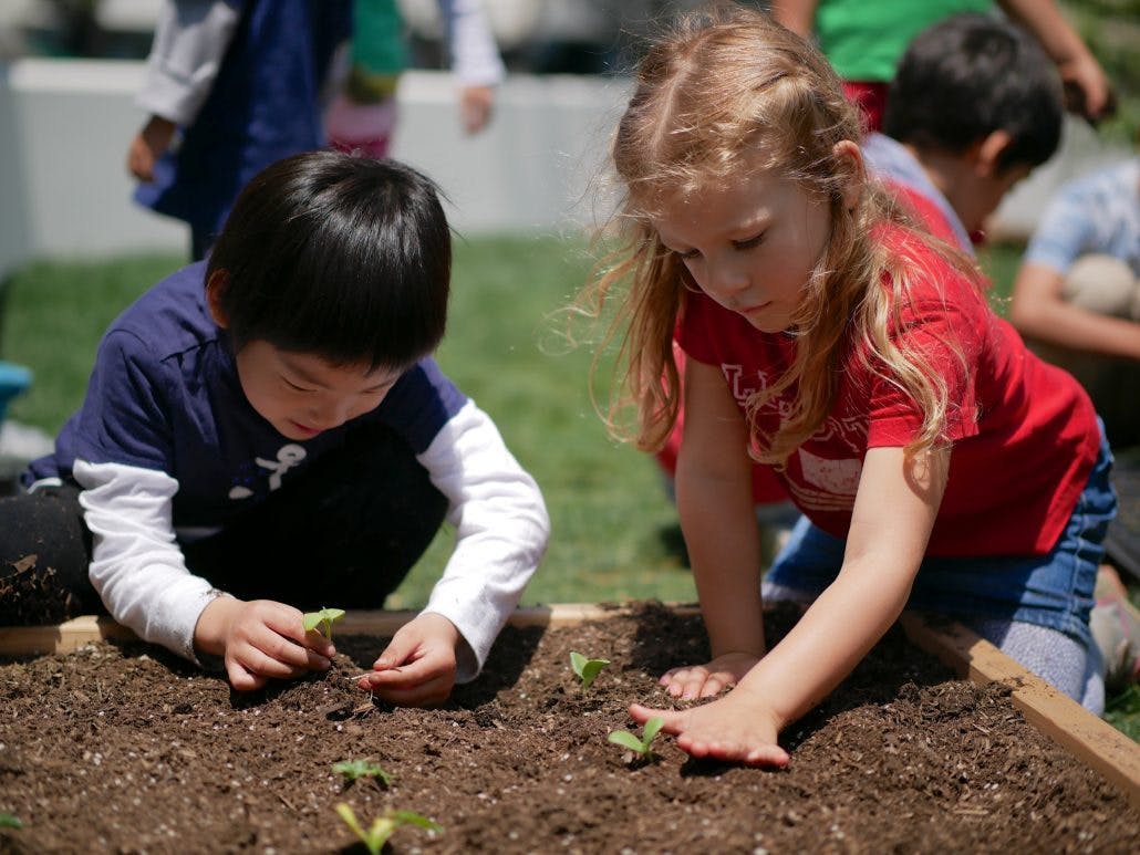 Two children planting seedlings in a garden bed