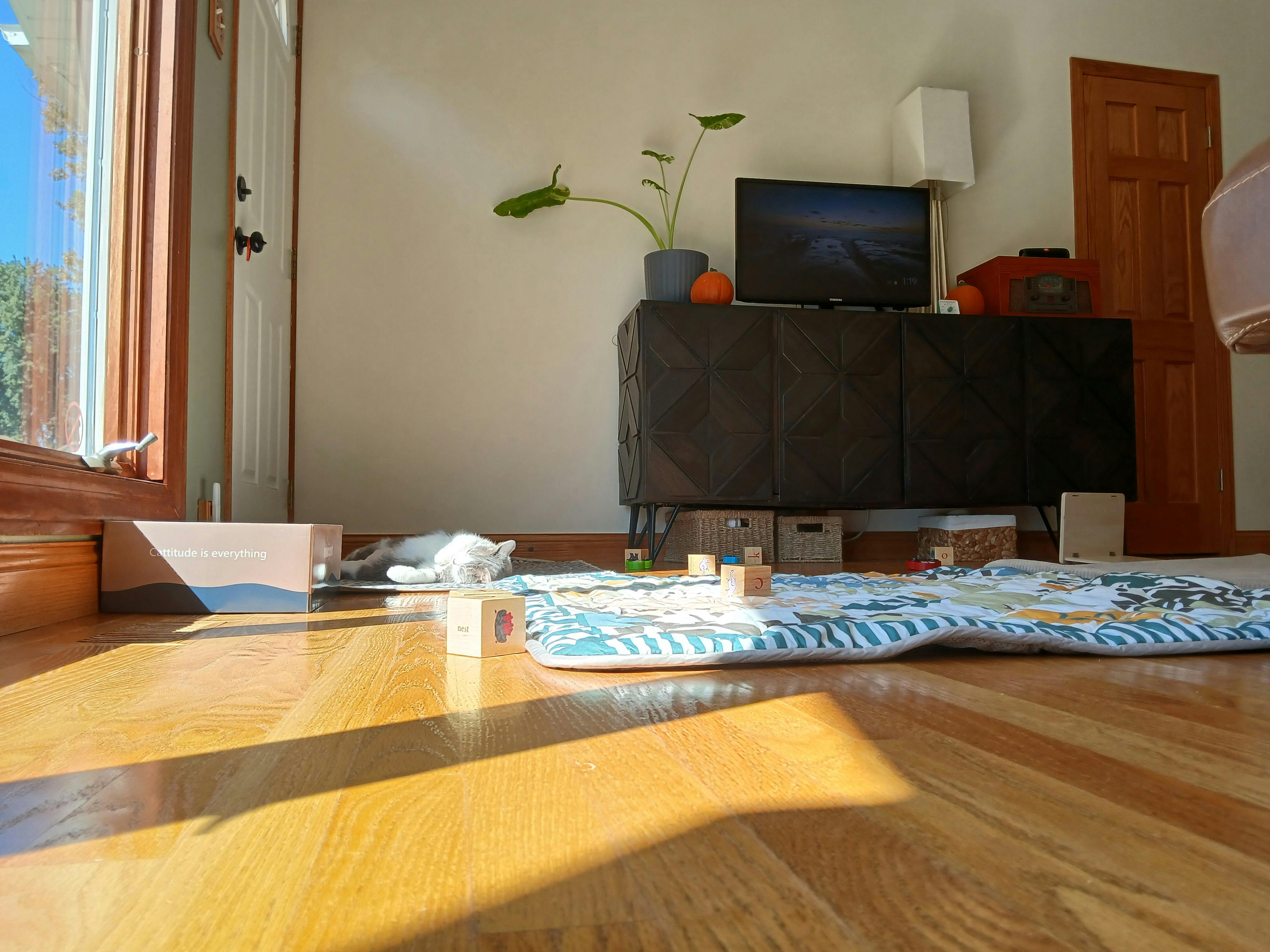 Cat resting on the floor in a living room