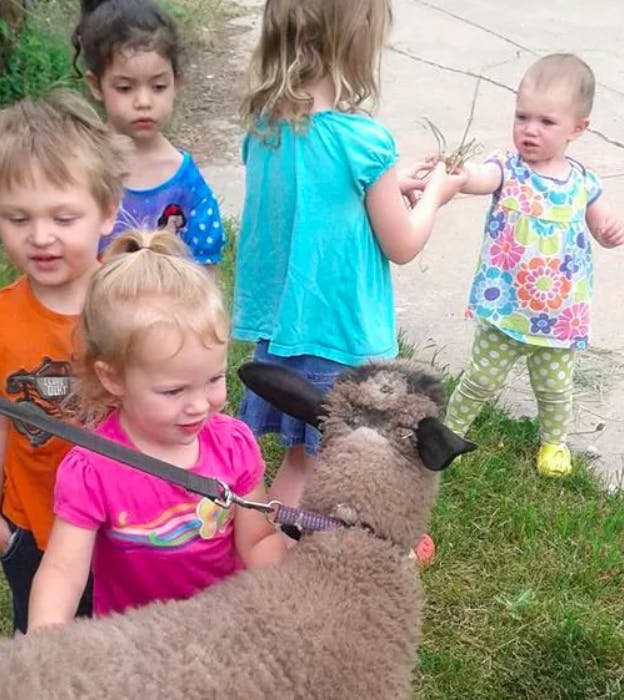 Children interacting with a sheep on a leash