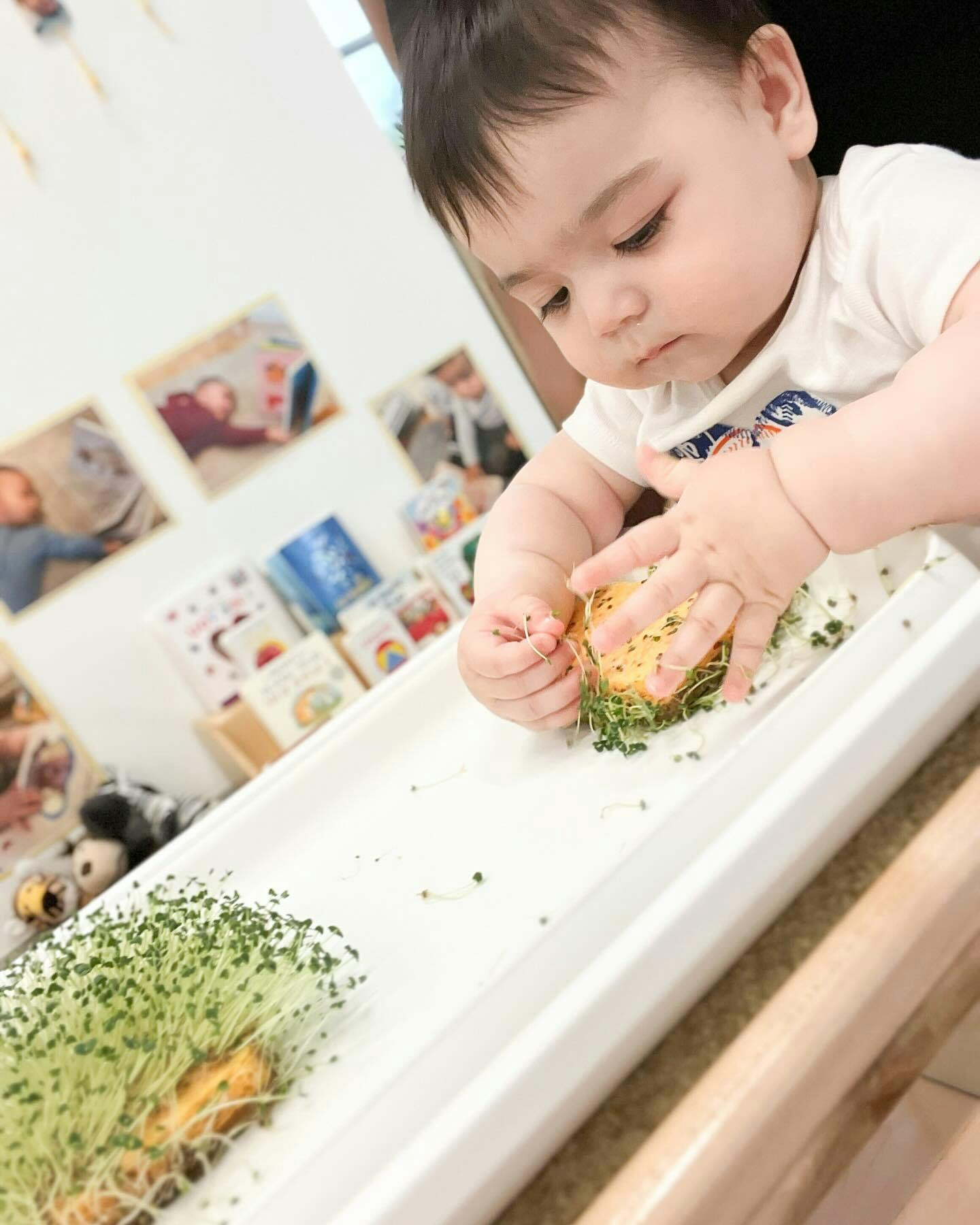 Child playing with sprouts in a white tray