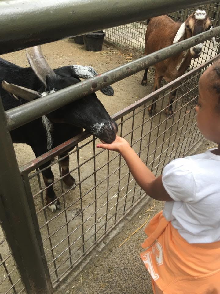 Child feeding a goat through a fence