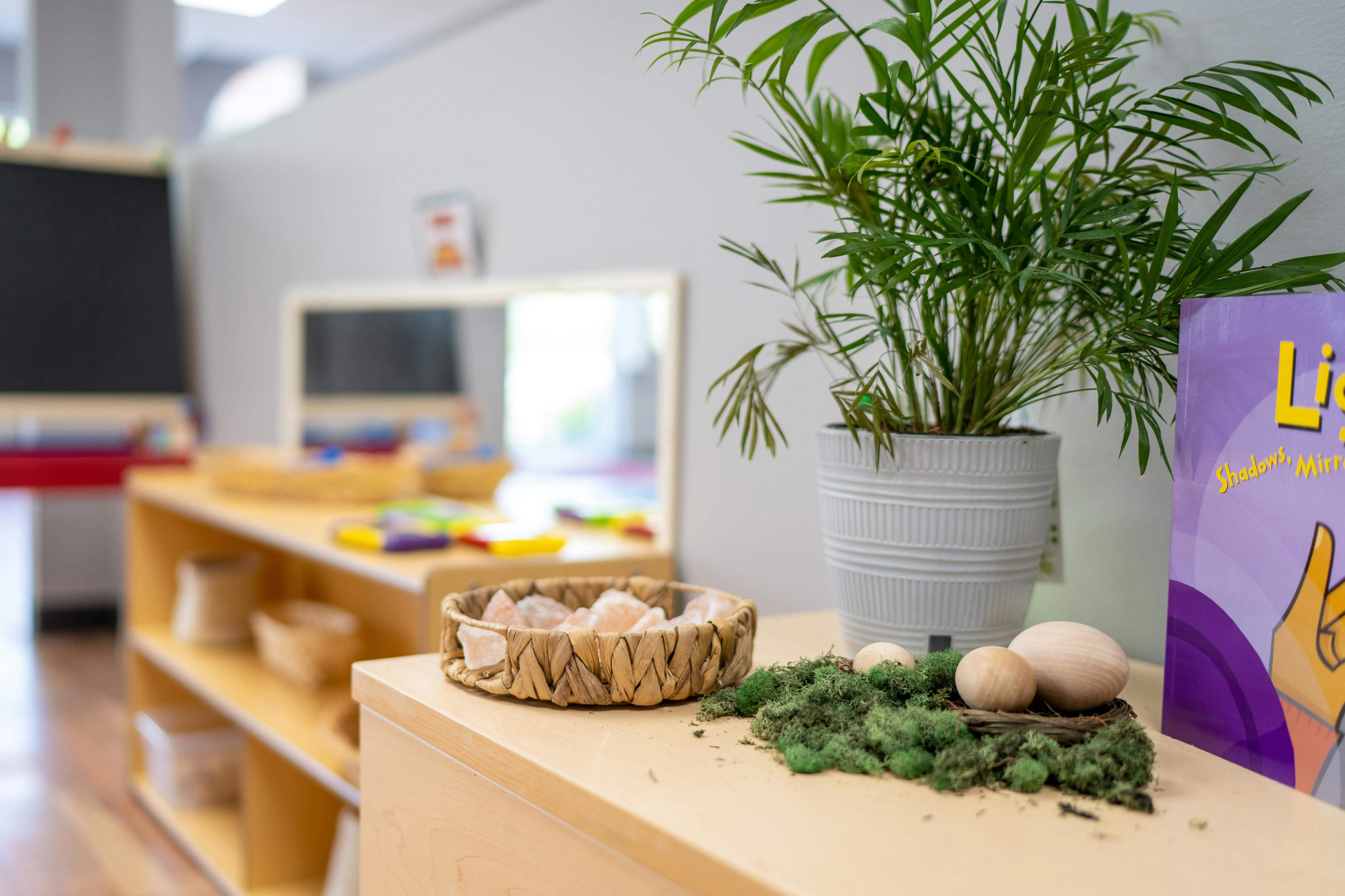 Potted plant and decorative items on a wooden shelf in a classroom
