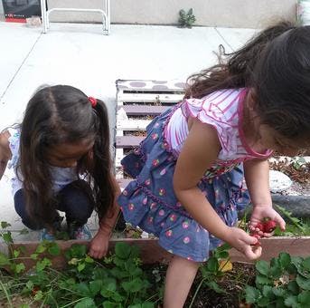 Two children picking strawberries from a garden