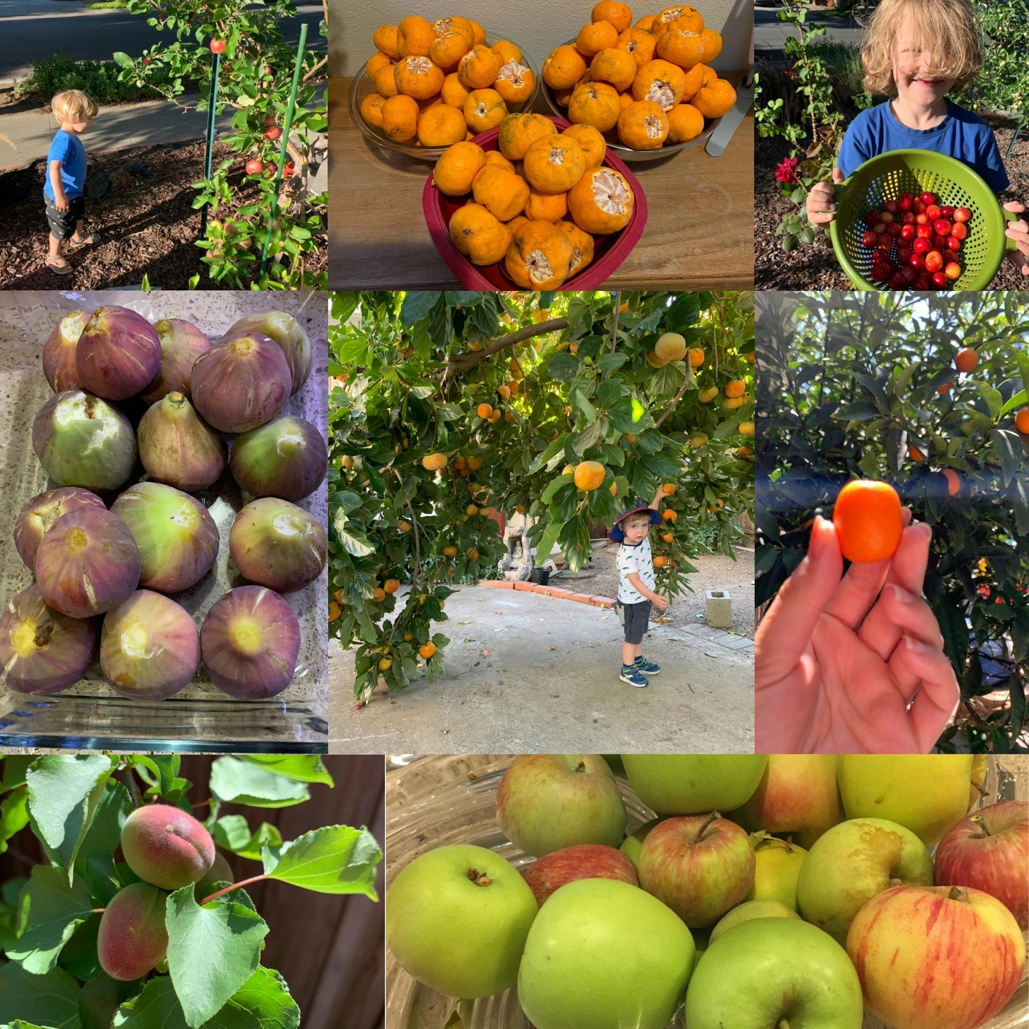 Collage of people harvesting and displaying various fruits
