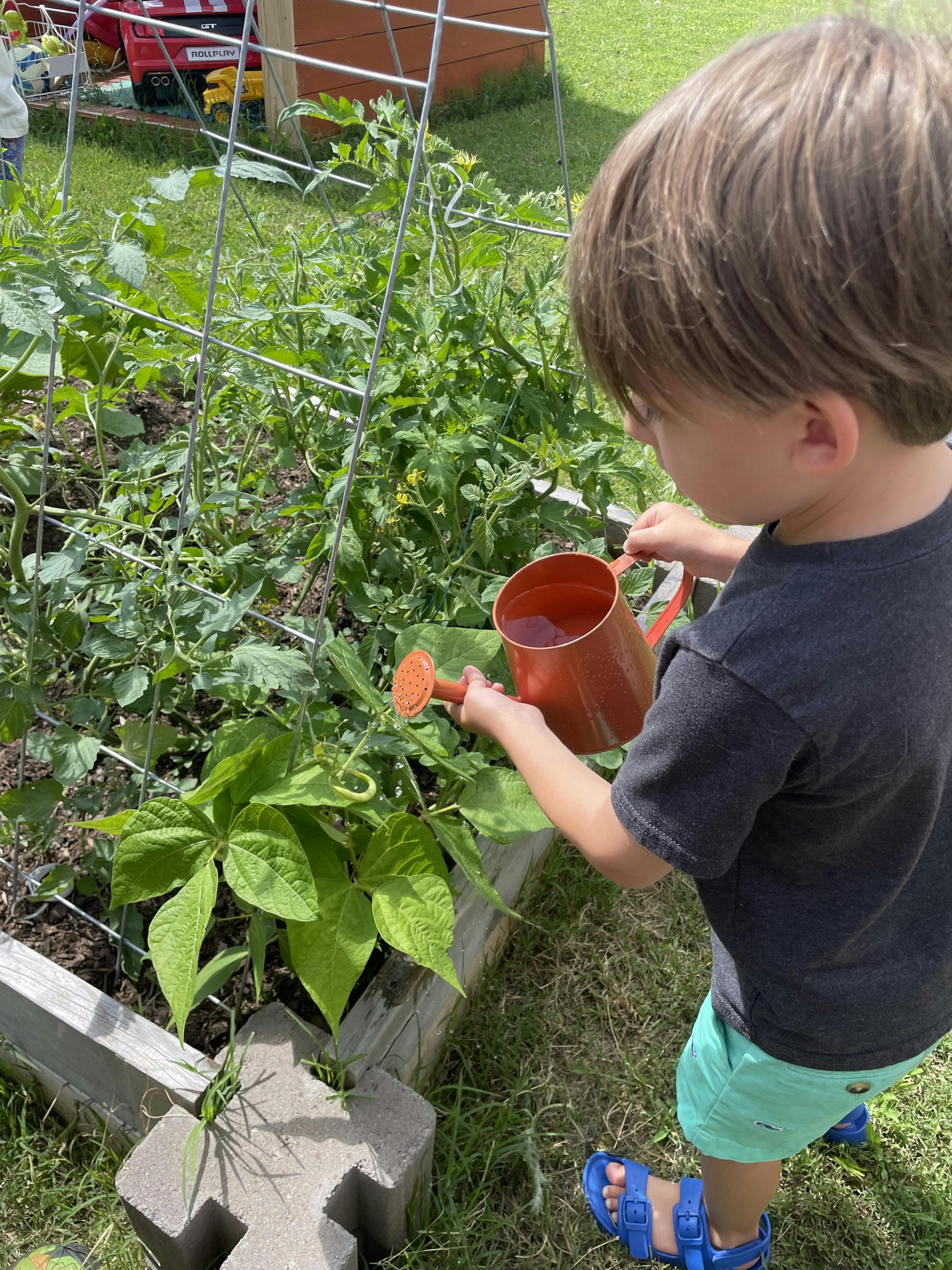 Child watering plants in a garden bed with a red watering can