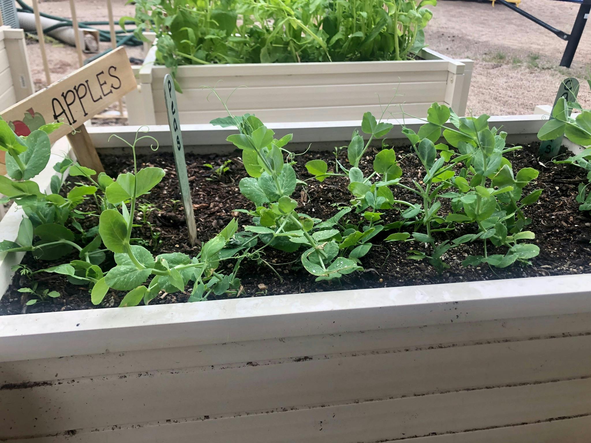 Plants growing in a raised garden bed with a sign that says "APPLES"