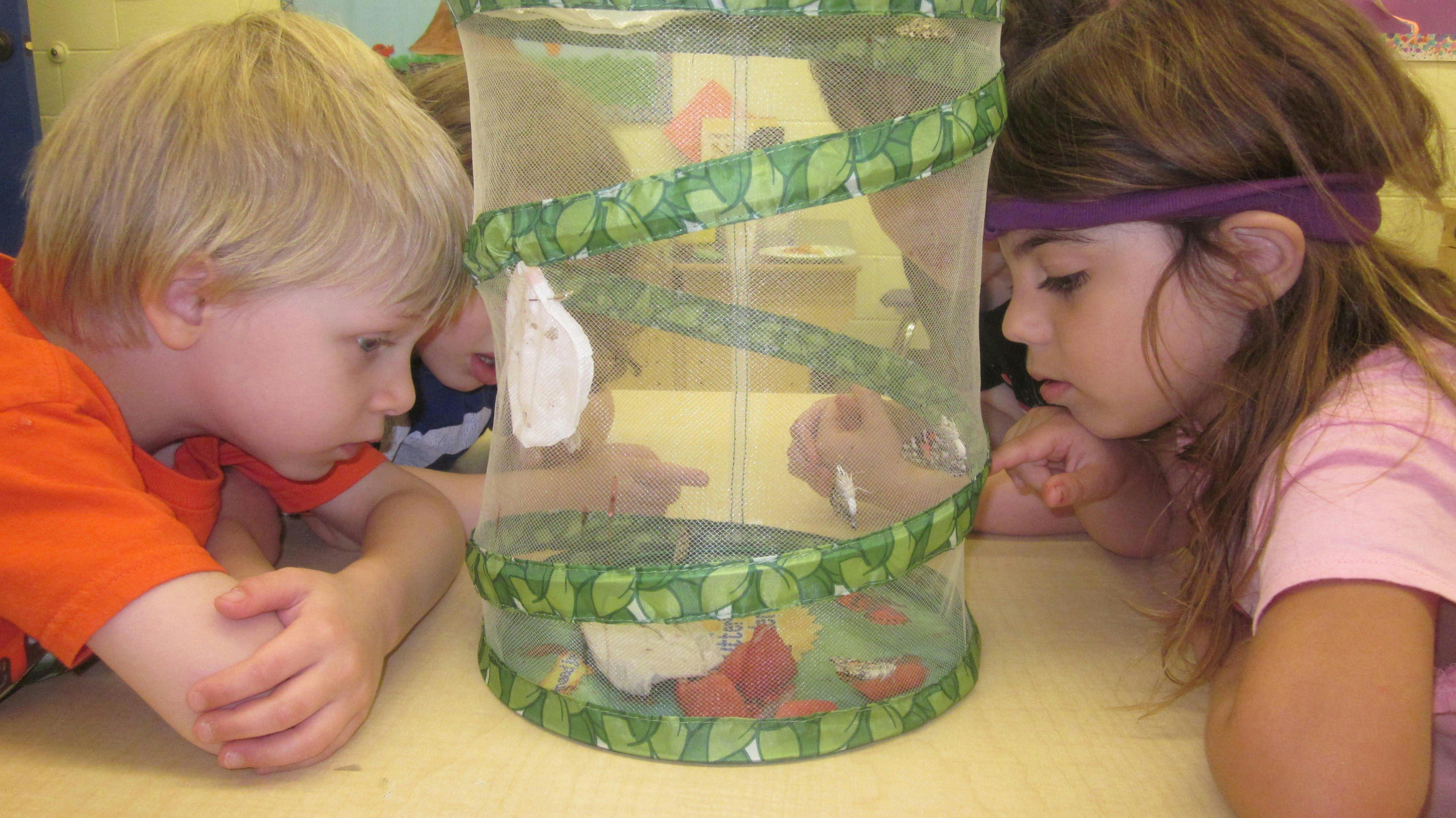 Two children looking at a butterfly habitat