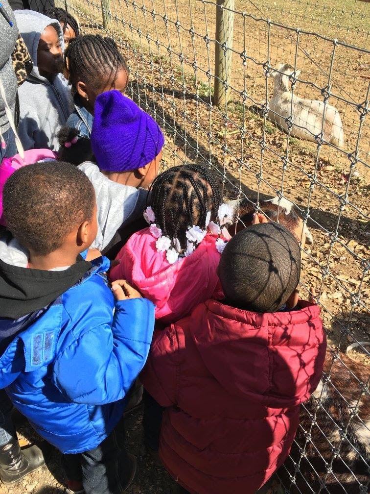Children looking through a fence at a goat