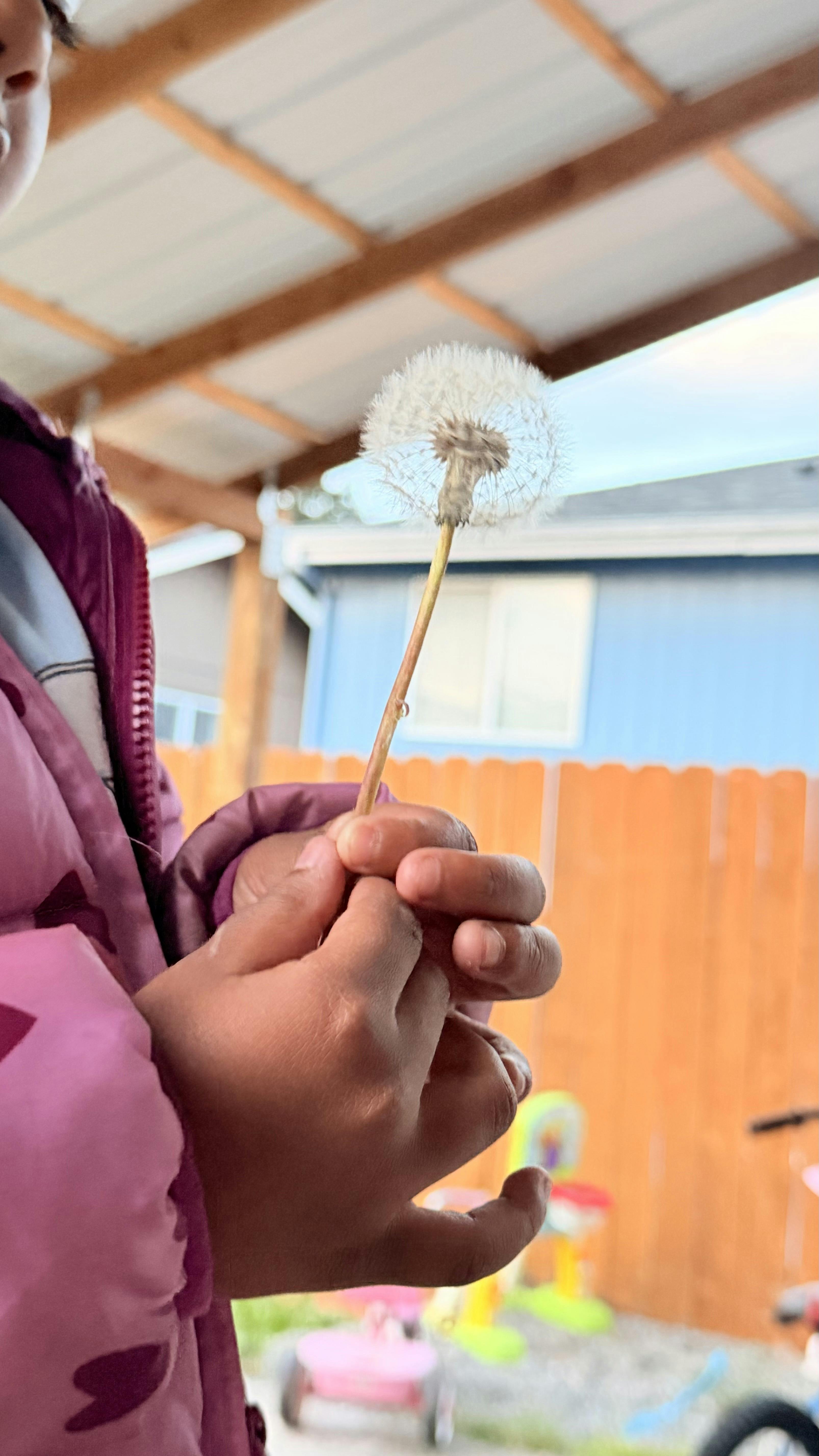 Child holding a dandelion seed head