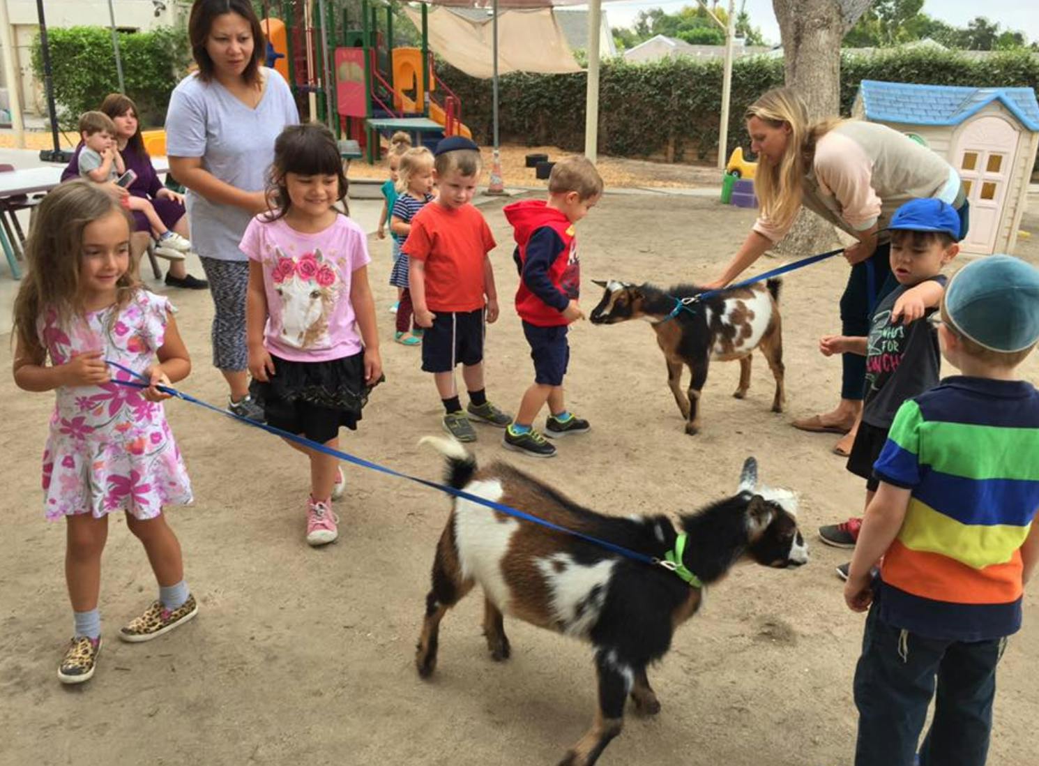 Children and adults with goats on leashes outdoors