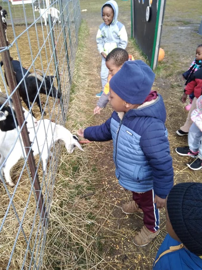 Child feeding a goat through a fence