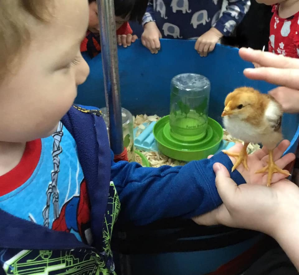 Child looking at a chick standing on a person's hand