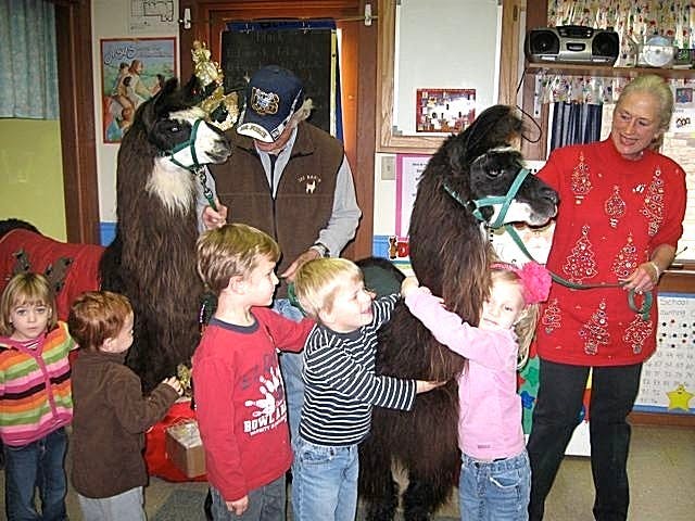 People and children interacting with two llamas indoors