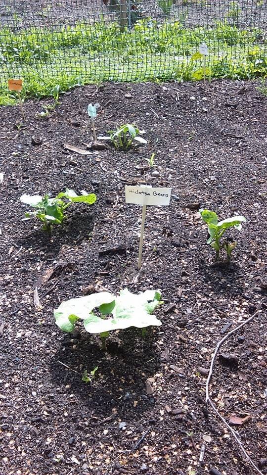 Garden bed with small plants and a sign that reads "Skeleton Beans"