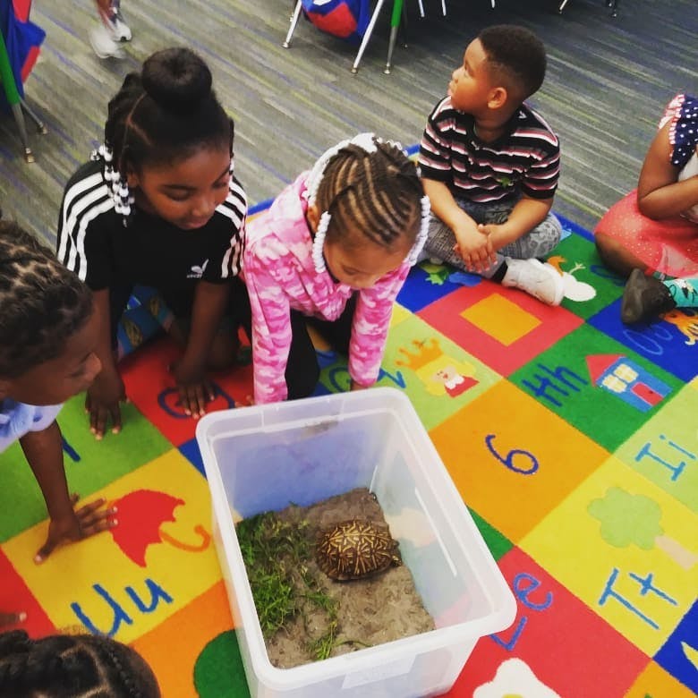 Children on a colorful rug looking at a turtle in a clear container