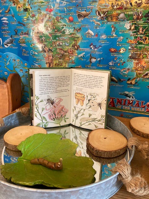 Open book with illustrations of insects and plants on a mirrored surface