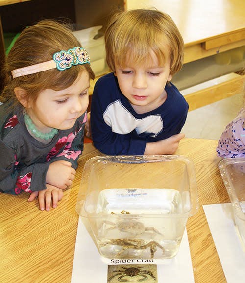 Two children looking at a spider crab in a clear container