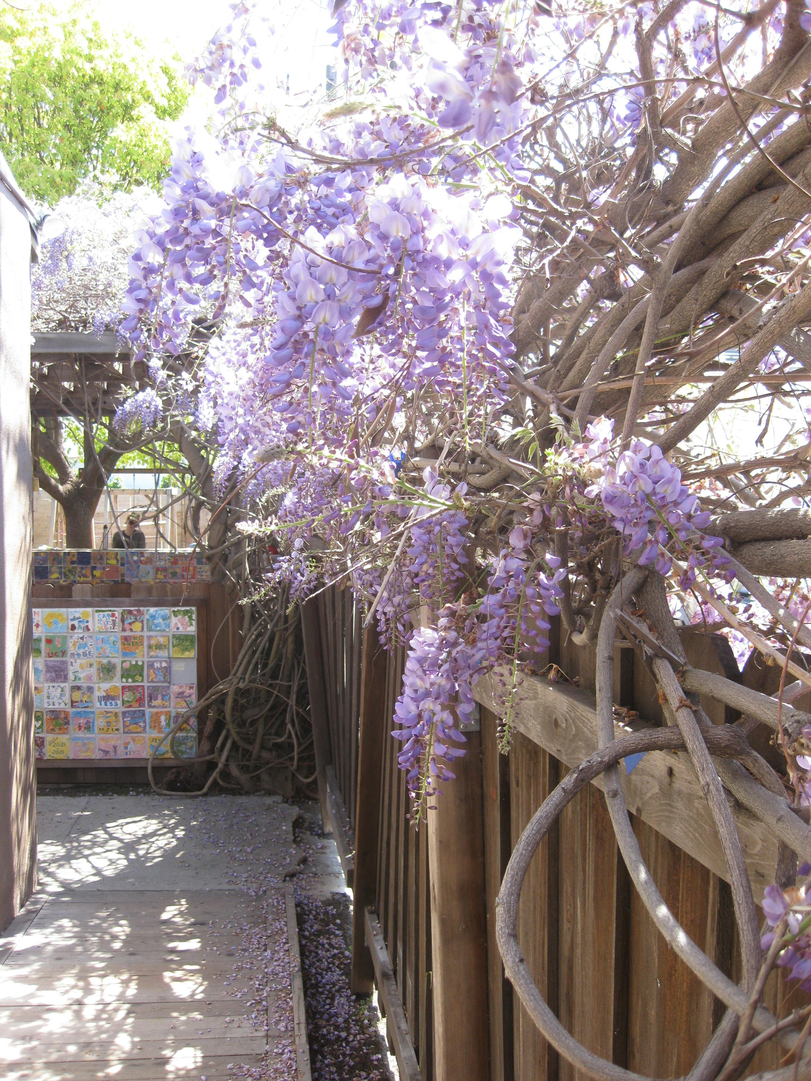 Purple wisteria flowers hanging over a wooden fence